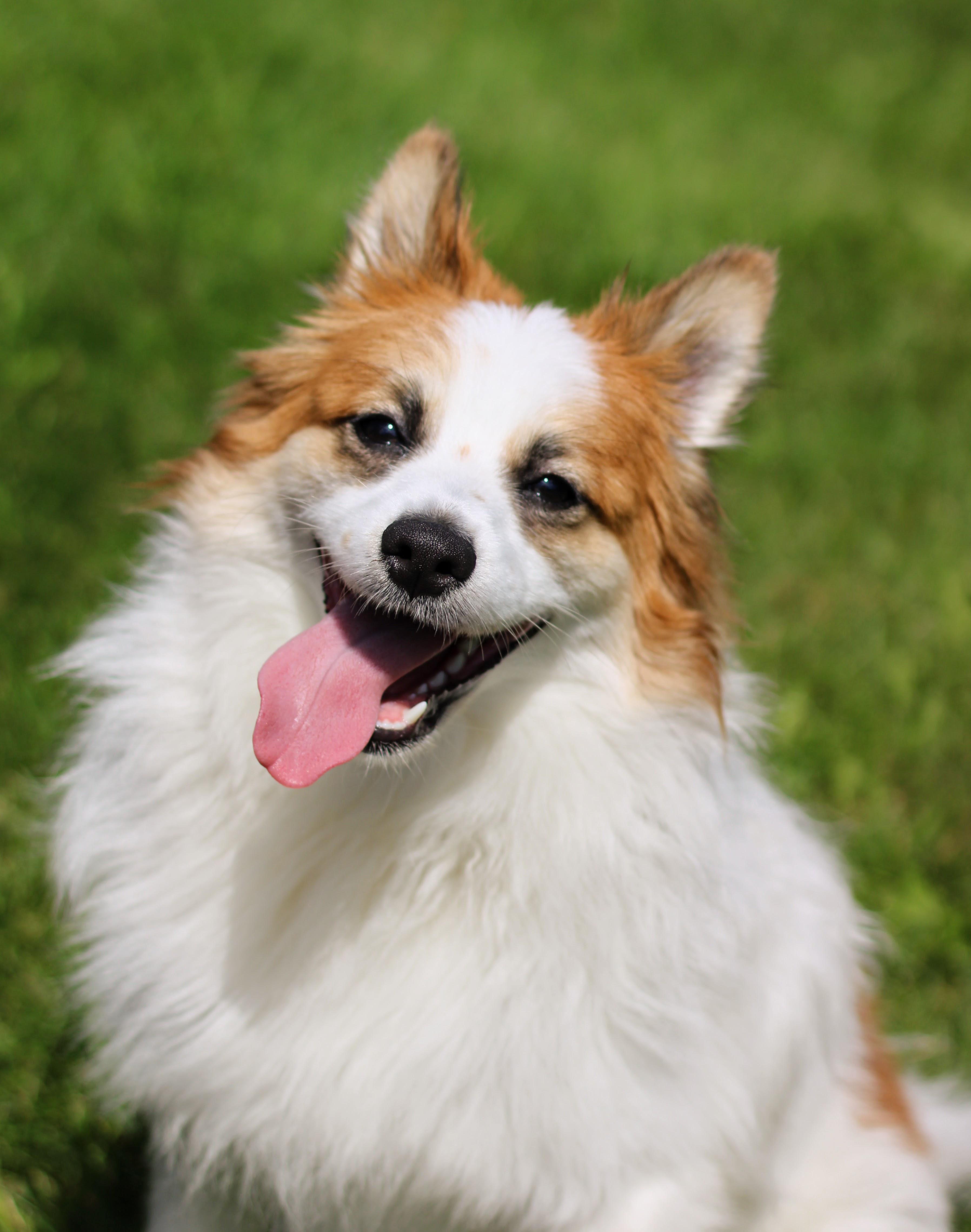 Enlarge Fabio, a Adopted mixed breed in Battle Creek, MI image 2/6
