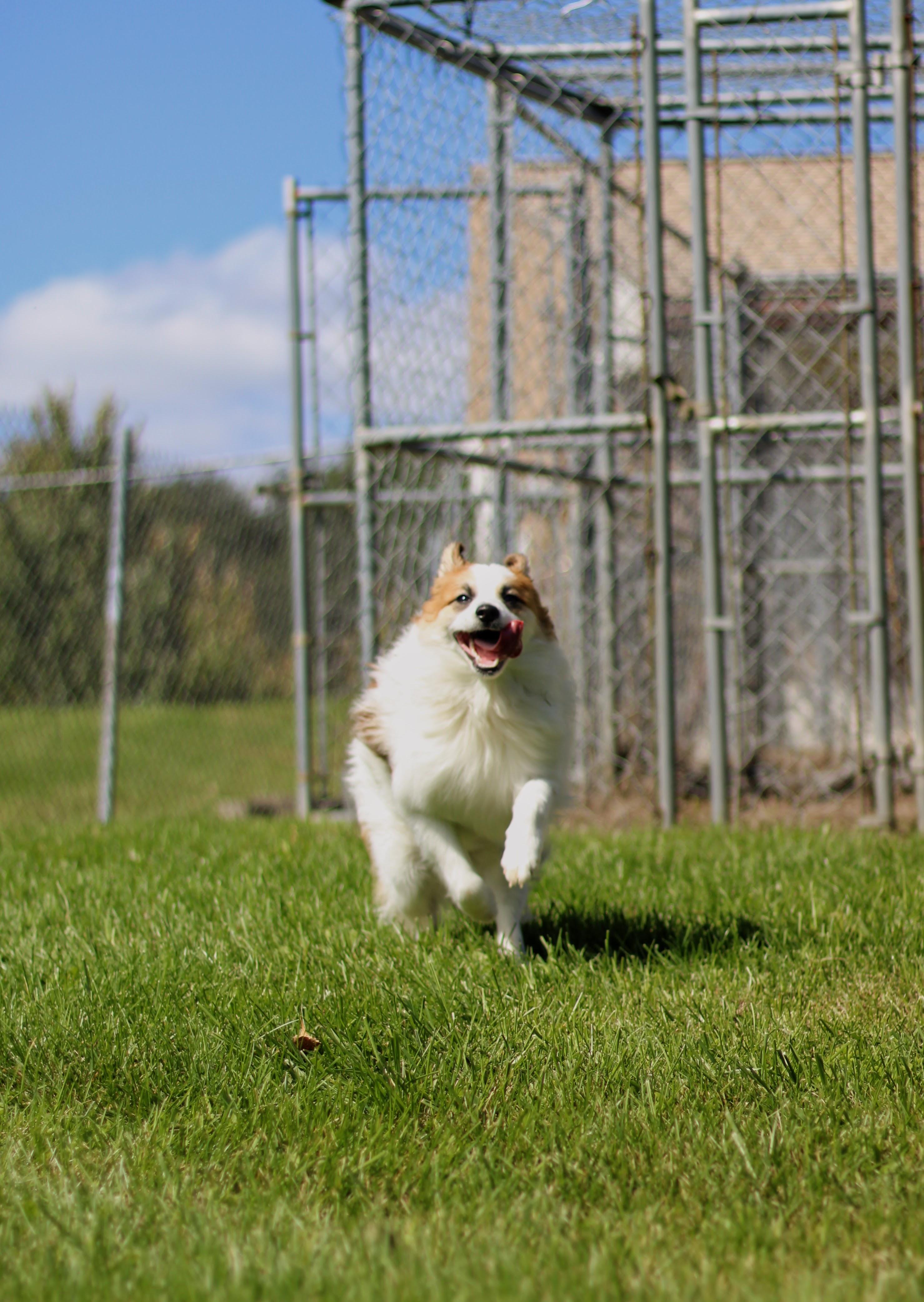 Enlarge Fabio, a Adopted mixed breed in Battle Creek, MI image 4/6