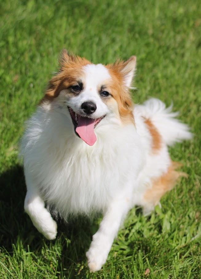Enlarge Fabio, a Adopted mixed breed in Battle Creek, MI image 6/6