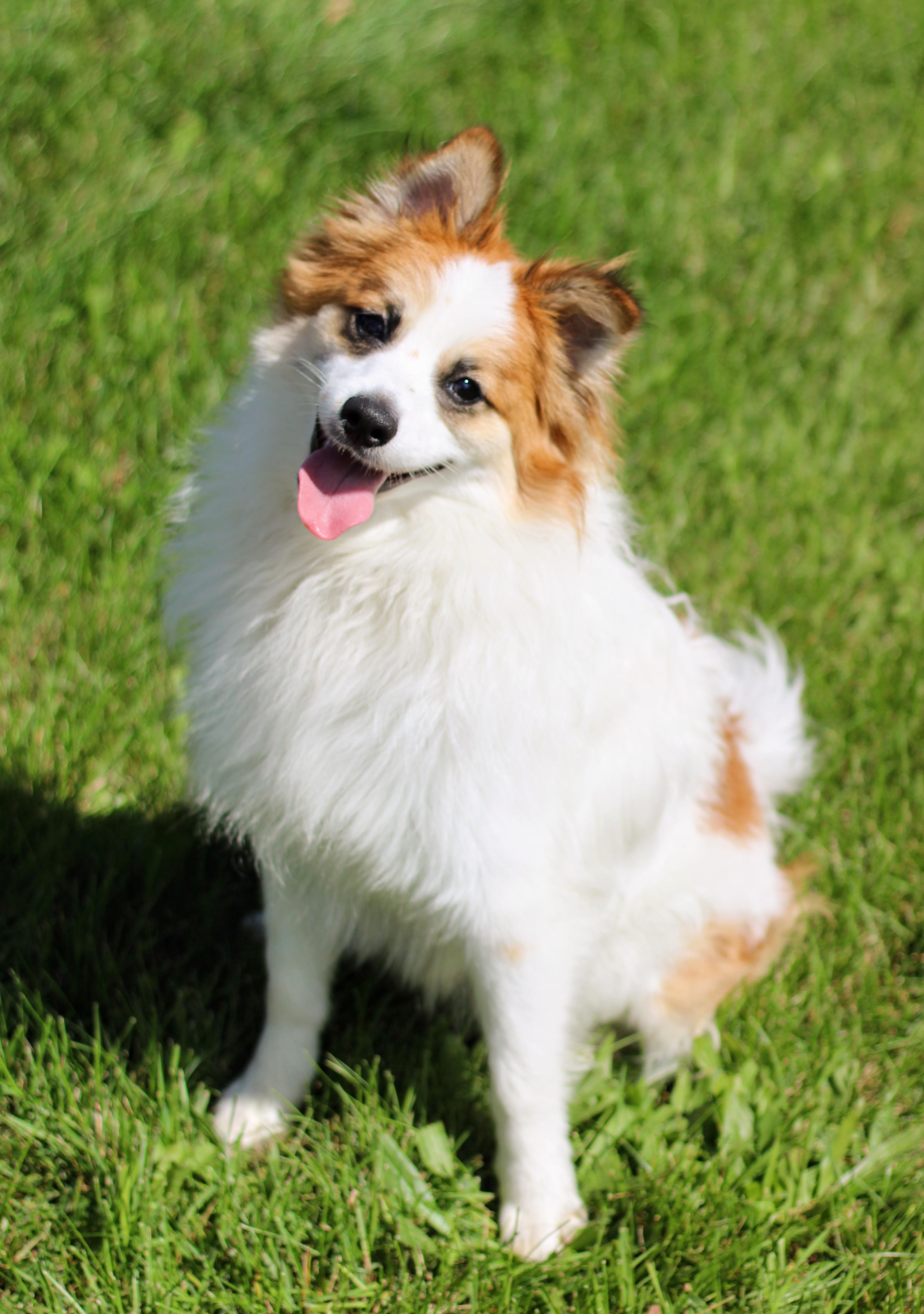 Enlarge Fabio, a Adopted mixed breed in Battle Creek, MI image 1/6