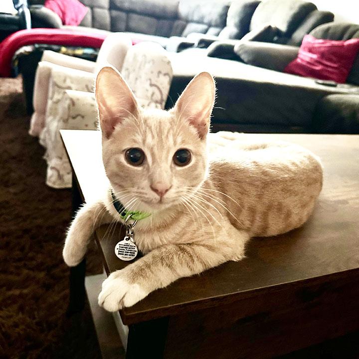 Teddie, a Adopted Domestic Short Hair in Lakeside, CA image 5/6