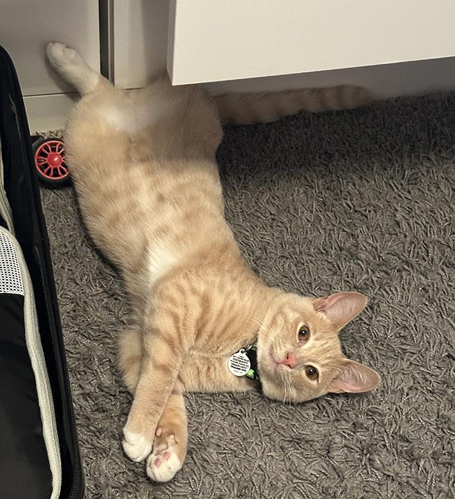 Teddie, a Adopted Domestic Short Hair in Lakeside, CA image 3/6