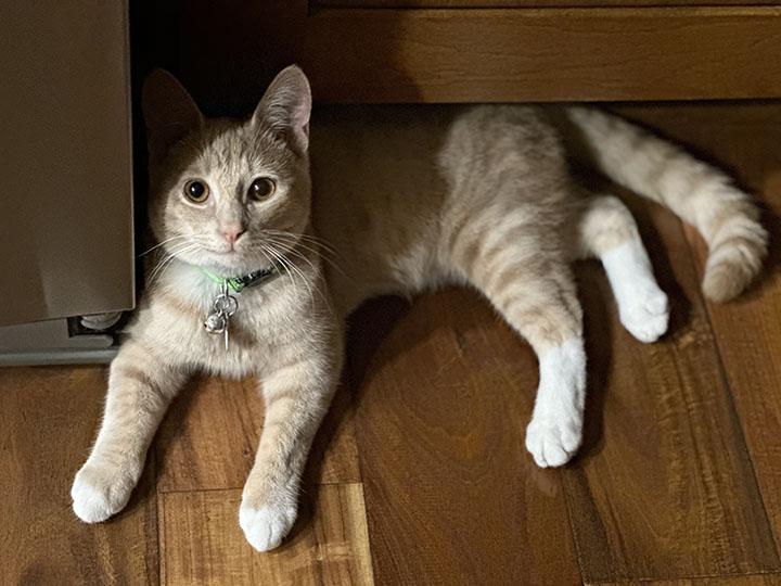 Teddie, a Adopted Domestic Short Hair in Lakeside, CA image 1/6