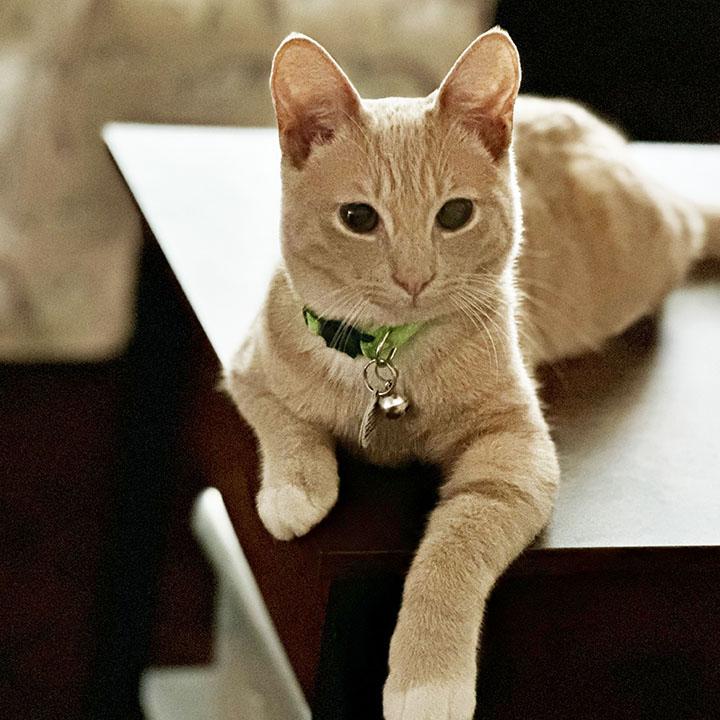 Teddie, a Adopted Domestic Short Hair in Lakeside, CA image 6/6