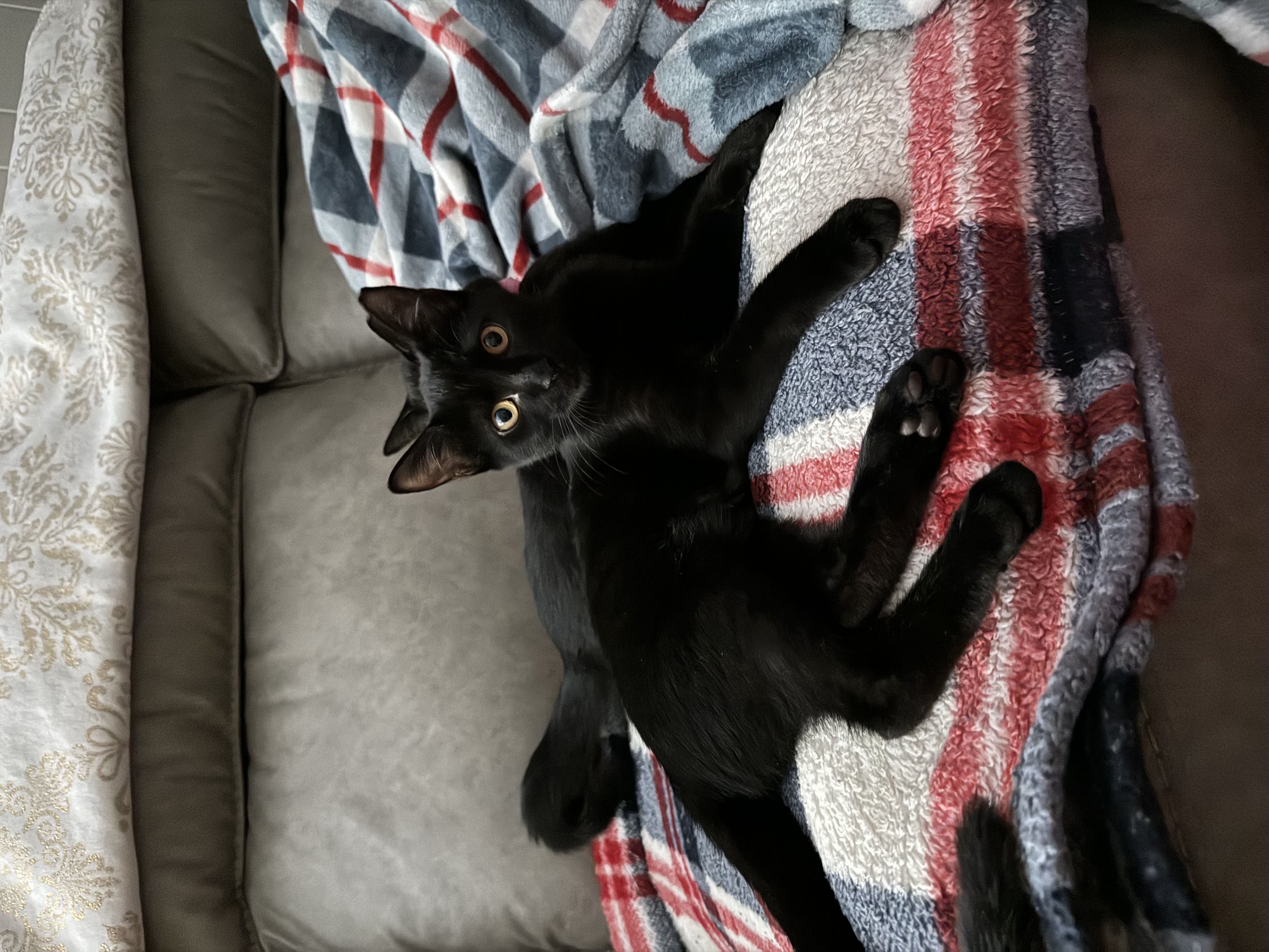 Enlarge Quesa, a Adoptable Domestic Short Hair in Aylett, VA image 1/5