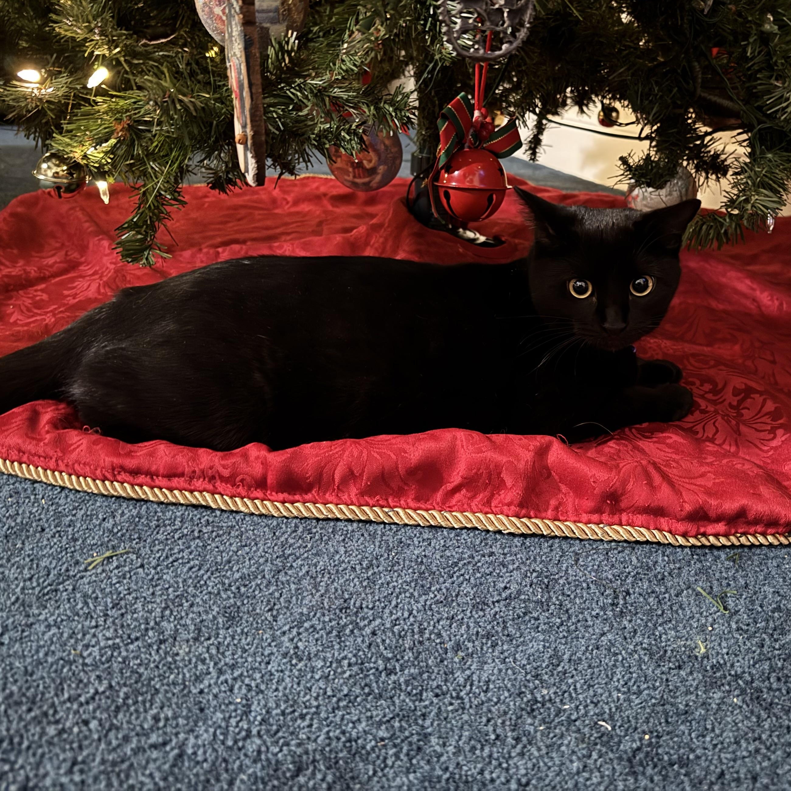 Enlarge Quesa, a Adoptable Domestic Short Hair in Aylett, VA image 5/5