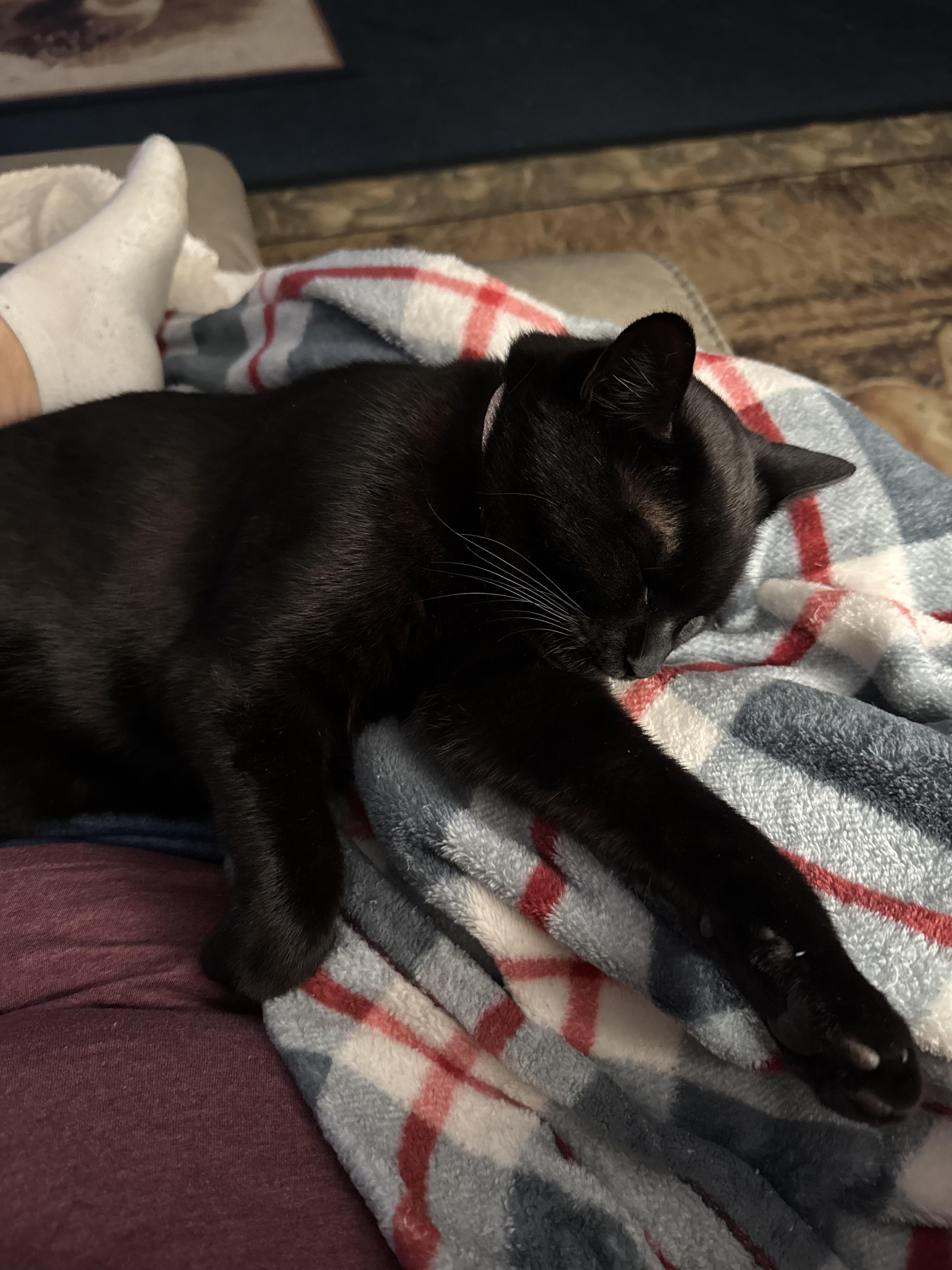 Enlarge Quesa, a Adoptable Domestic Short Hair in Aylett, VA image 2/5