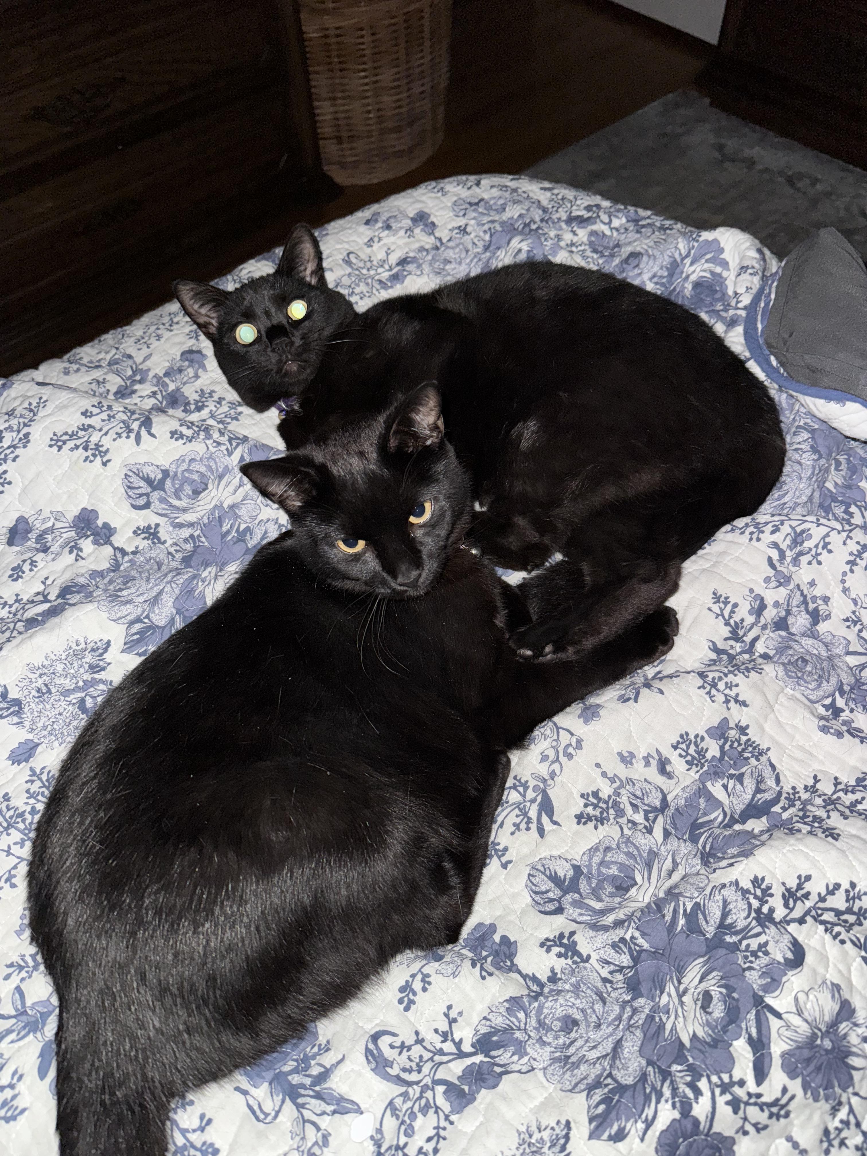 Enlarge Quesa, a Adoptable Domestic Short Hair in Aylett, VA image 3/5