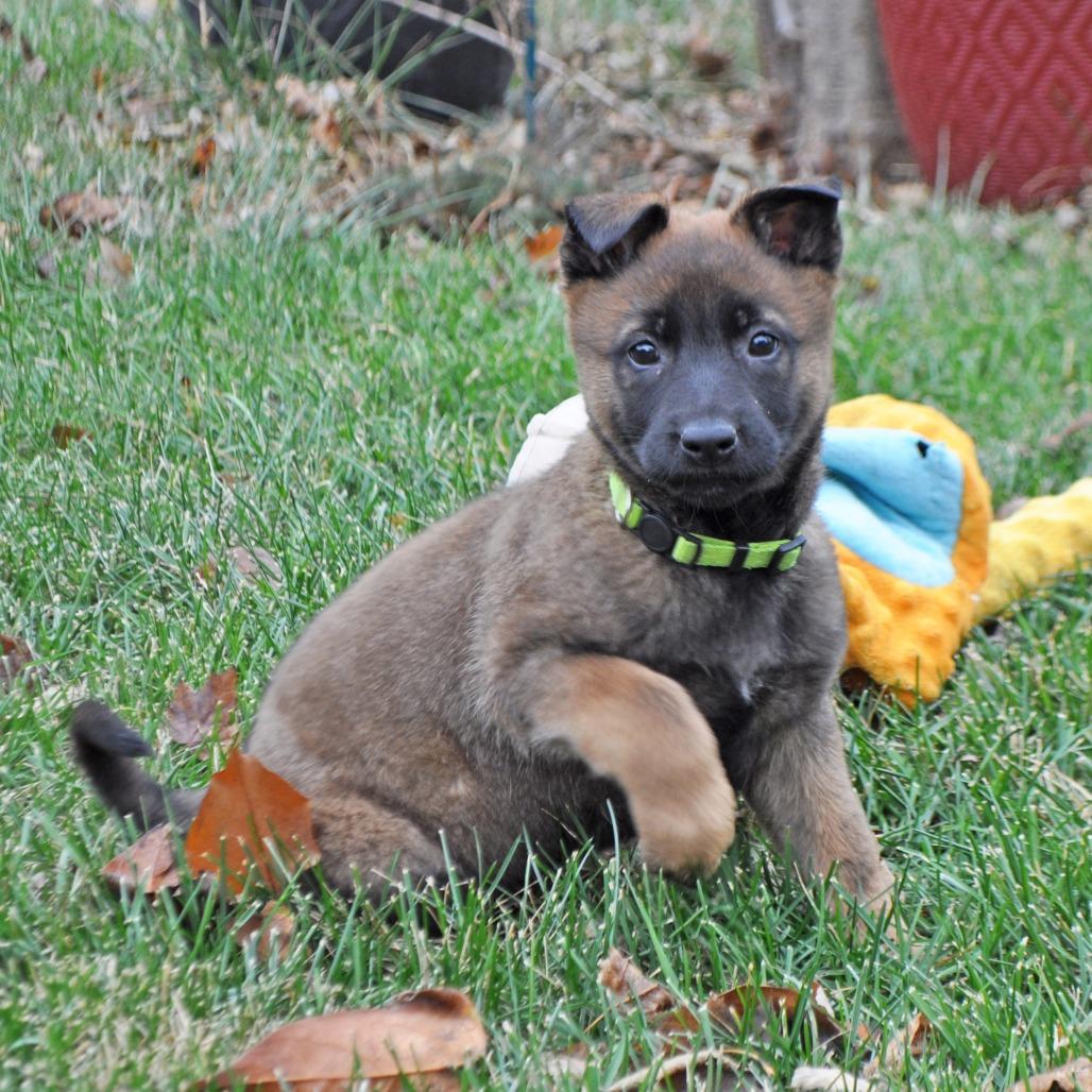 Georgia, Adoptable, Puppy Female German Shepherd Dog.