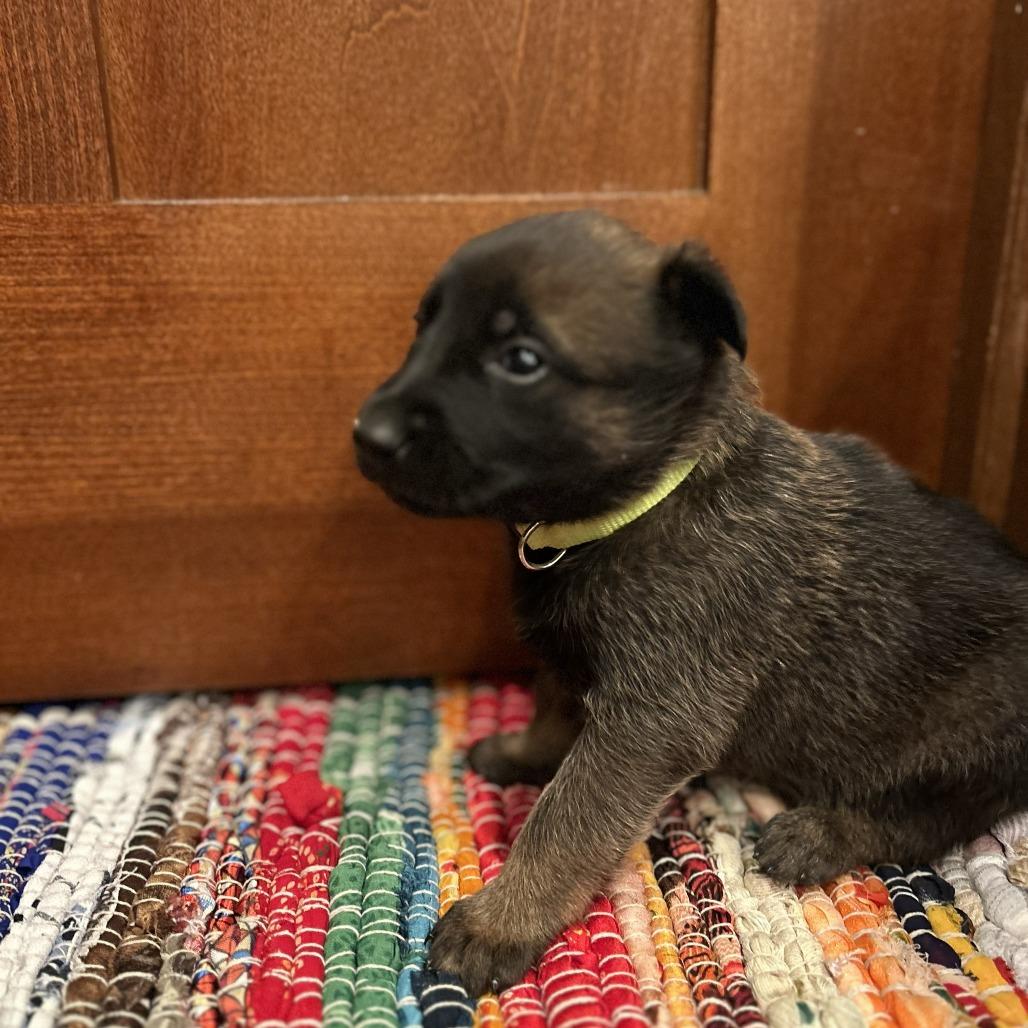 Enlarge Georgia, a Adoptable German Shepherd Dog in Van Horne, IA image 2/6
