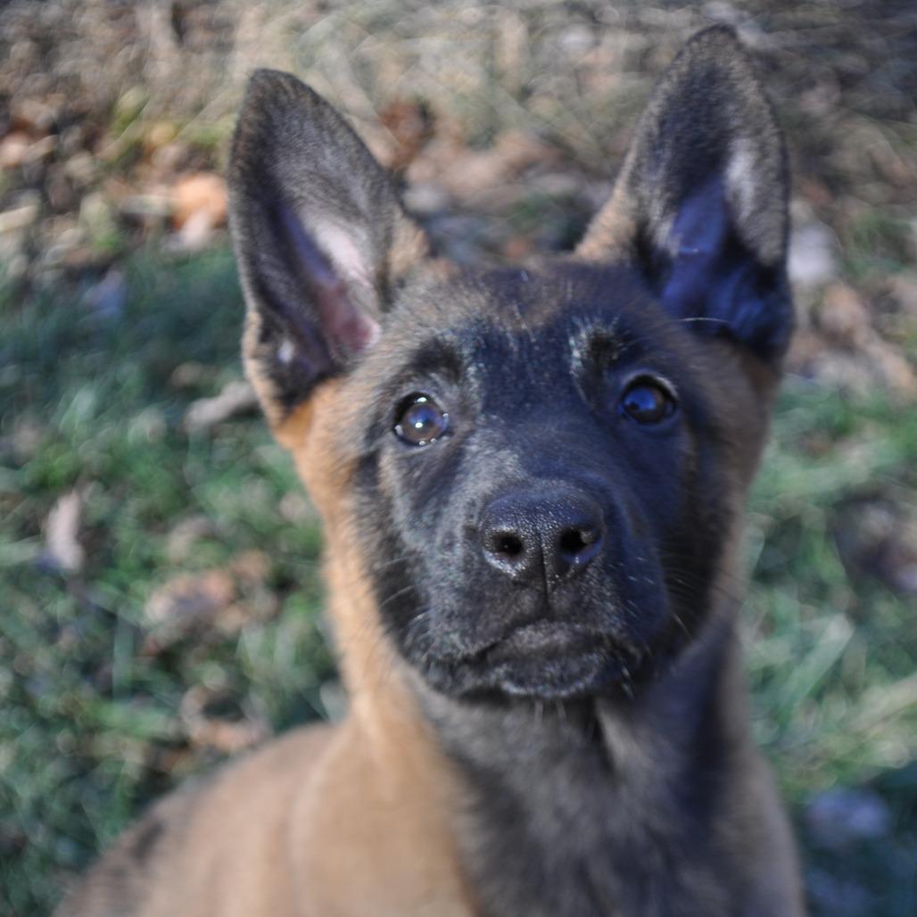 Enlarge Georgia, a Adoptable German Shepherd Dog in Van Horne, IA image 3/6