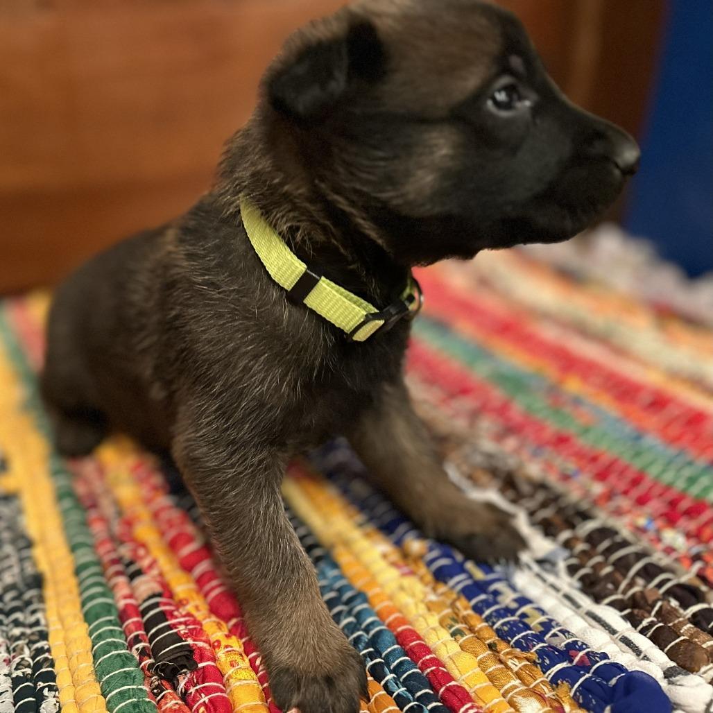 Enlarge Georgia, a Adoptable German Shepherd Dog in Van Horne, IA image 4/6