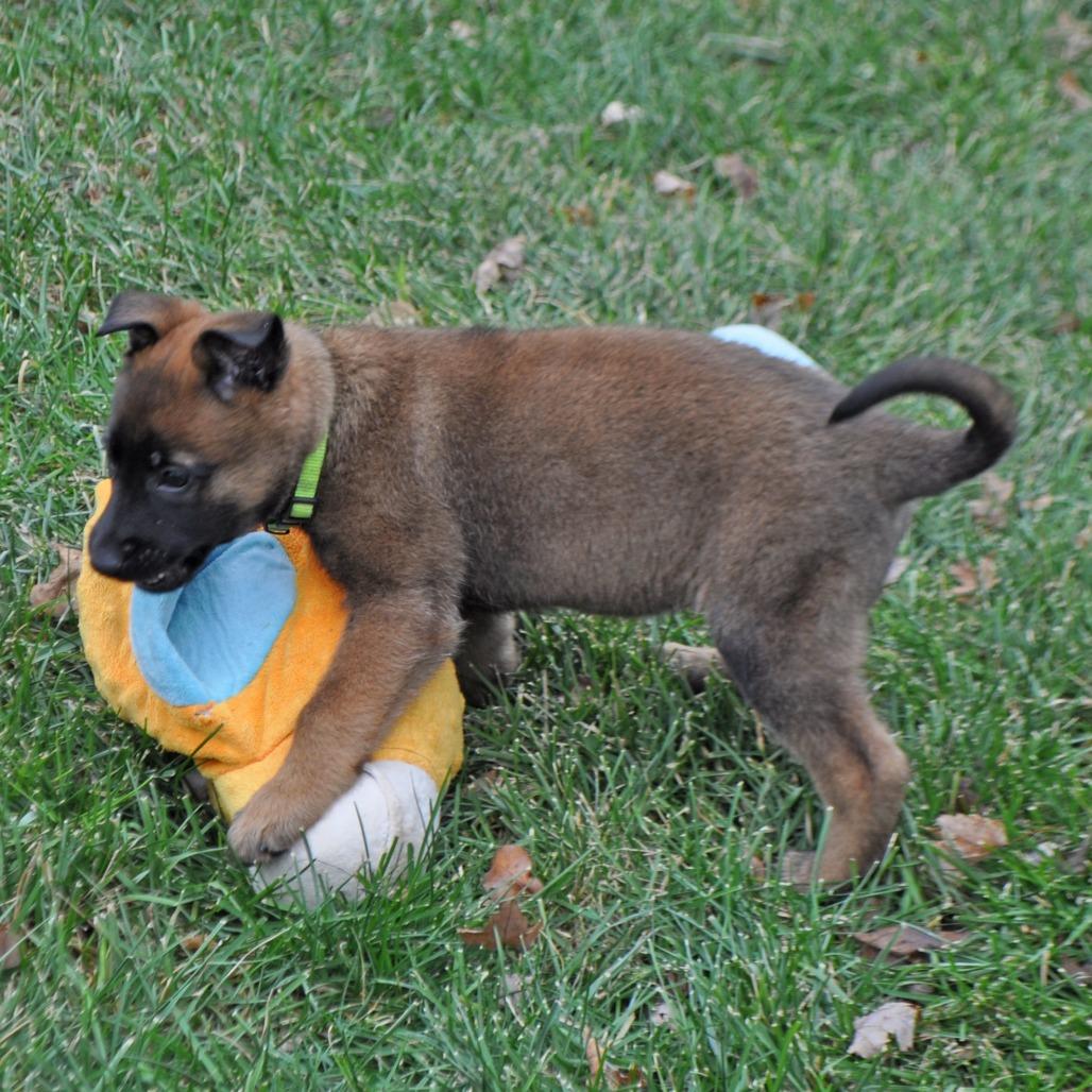 Enlarge Georgia, a Adoptable German Shepherd Dog in Van Horne, IA image 5/6