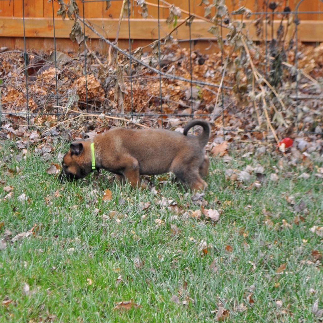 Enlarge Georgia, a Adoptable German Shepherd Dog in Van Horne, IA image 6/6