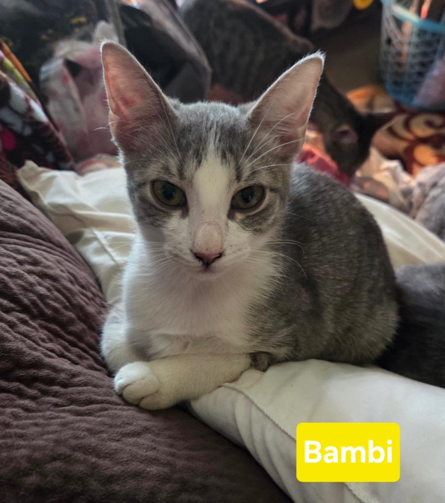 Bambi, Adoptable, Kitten Female Domestic Short Hair.