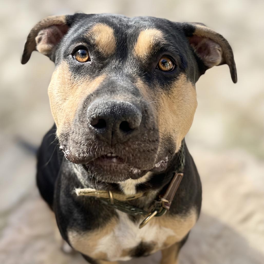 Enlarge Margo, a Adoptable Rottweiler in Phoenix, AZ image 1/6