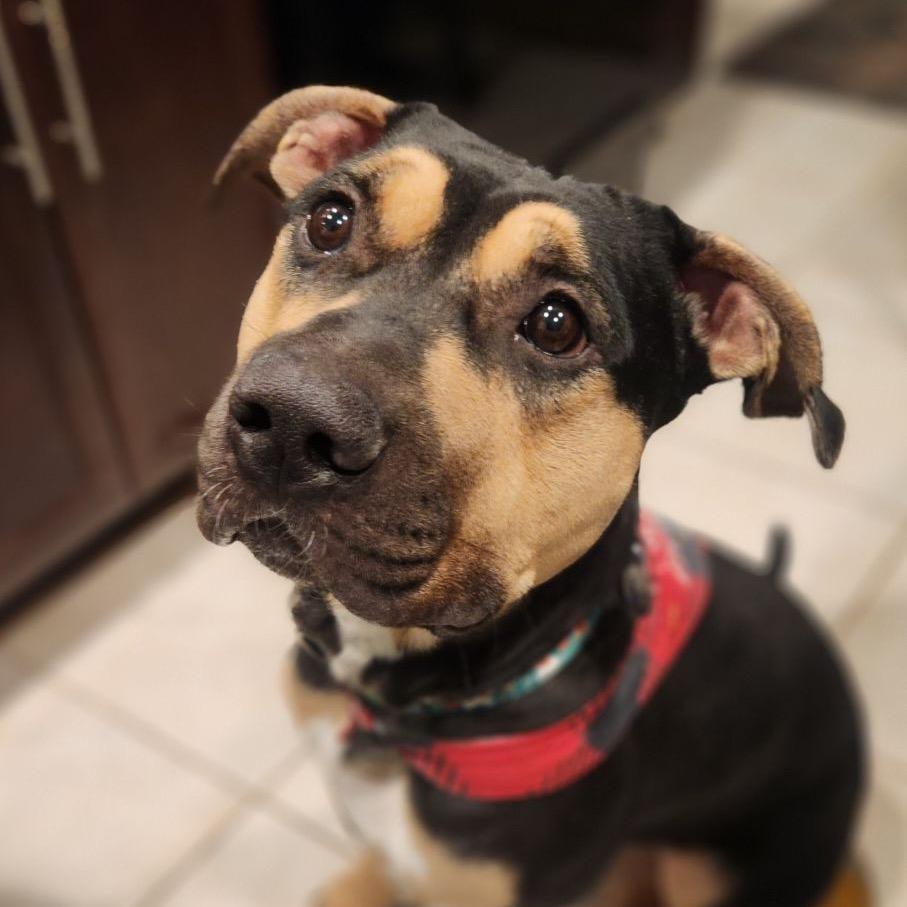 Enlarge Margo, a Adoptable Rottweiler in Phoenix, AZ image 1/2