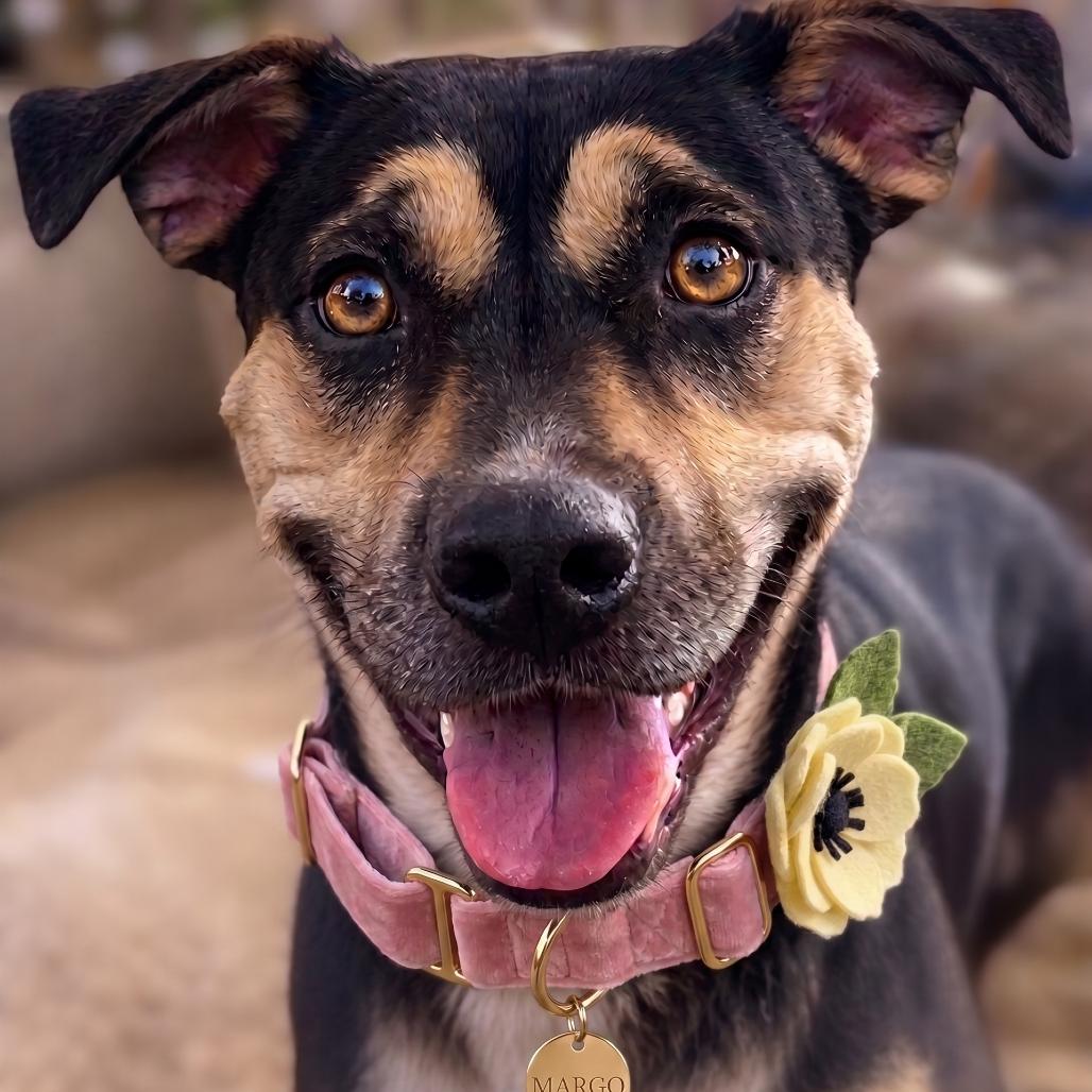 Enlarge Margo, a Adoptable Rottweiler in Phoenix, AZ image 2/6