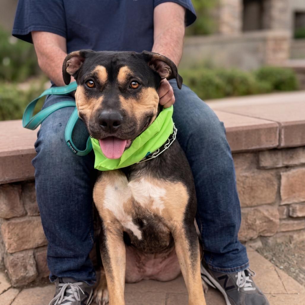 Enlarge Margo, a Adoptable Rottweiler in Phoenix, AZ image 3/6