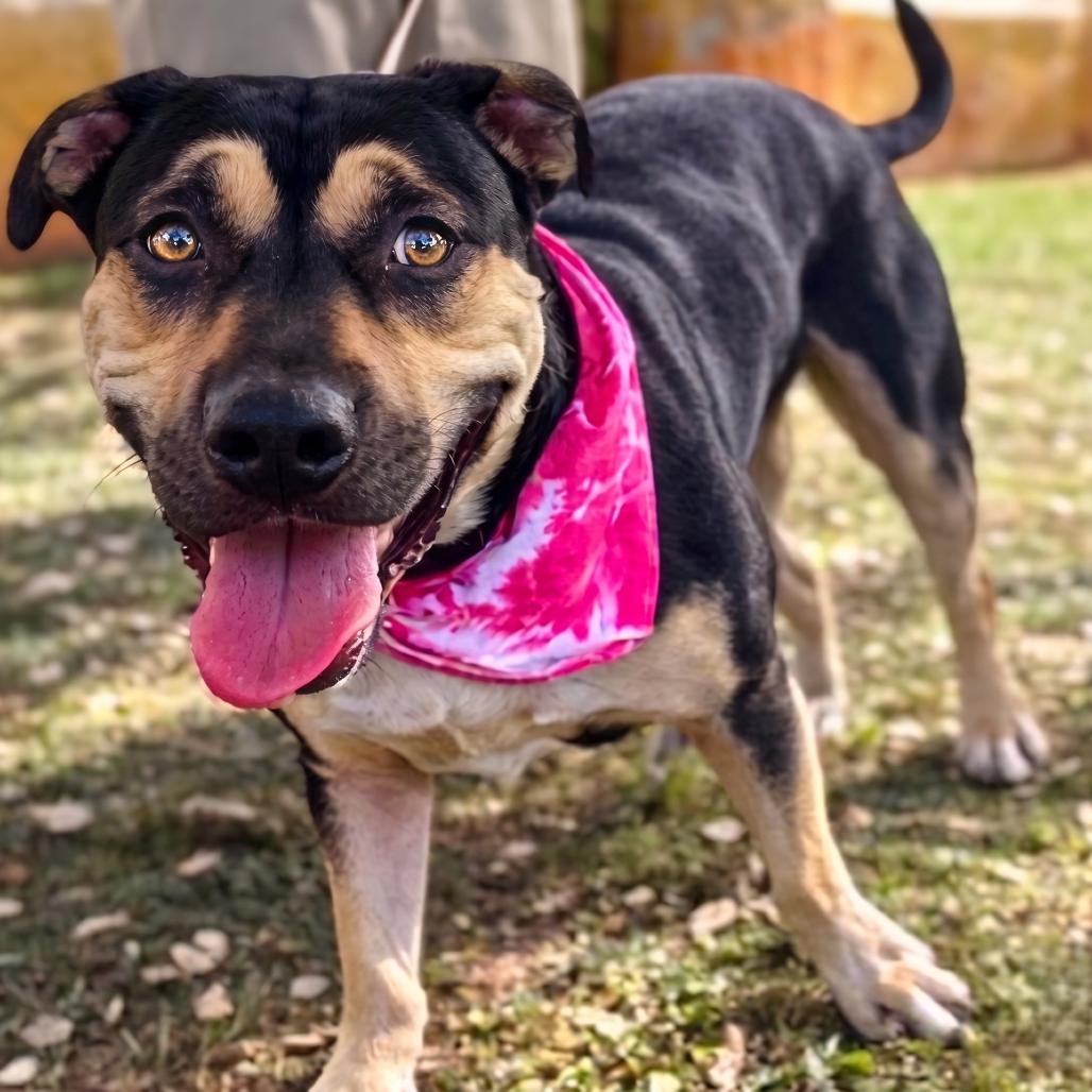 Enlarge Margo, a Adoptable Rottweiler in Phoenix, AZ image 4/6