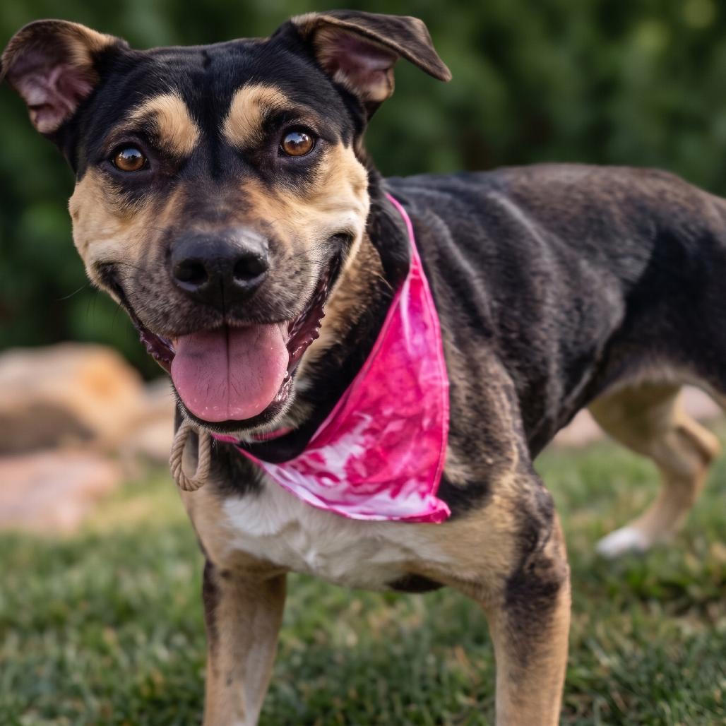Enlarge Margo, a Adoptable Rottweiler in Phoenix, AZ image 5/6
