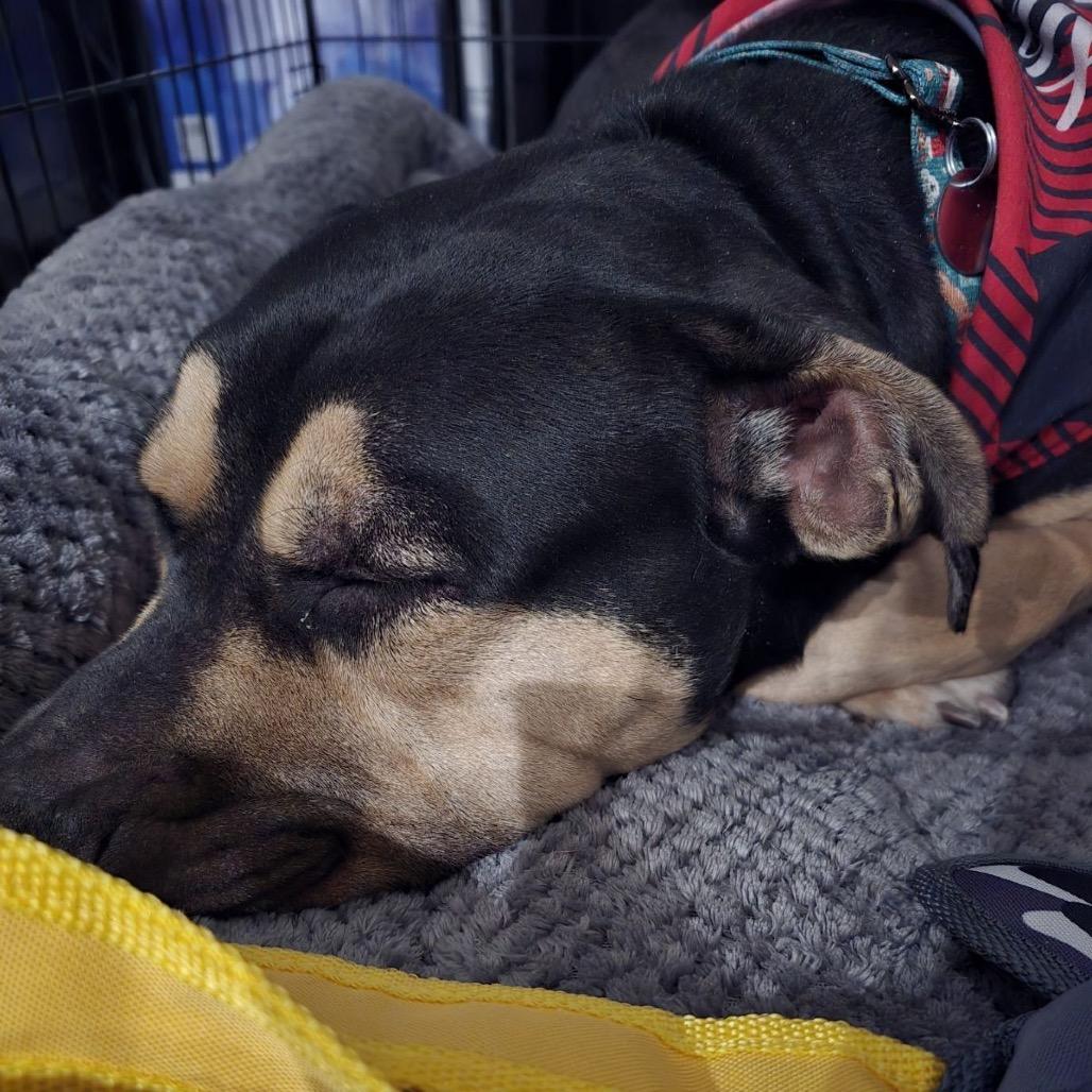 Enlarge Margo, a Adoptable Rottweiler in Phoenix, AZ image 2/2