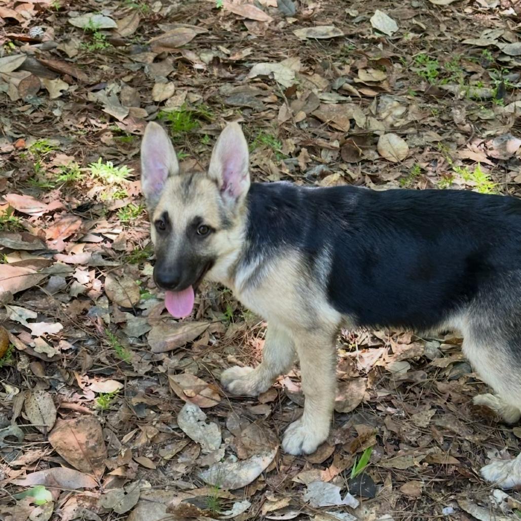 Koya, an adopted German Shepherd Dog in Brattleboro, VT image 4/5