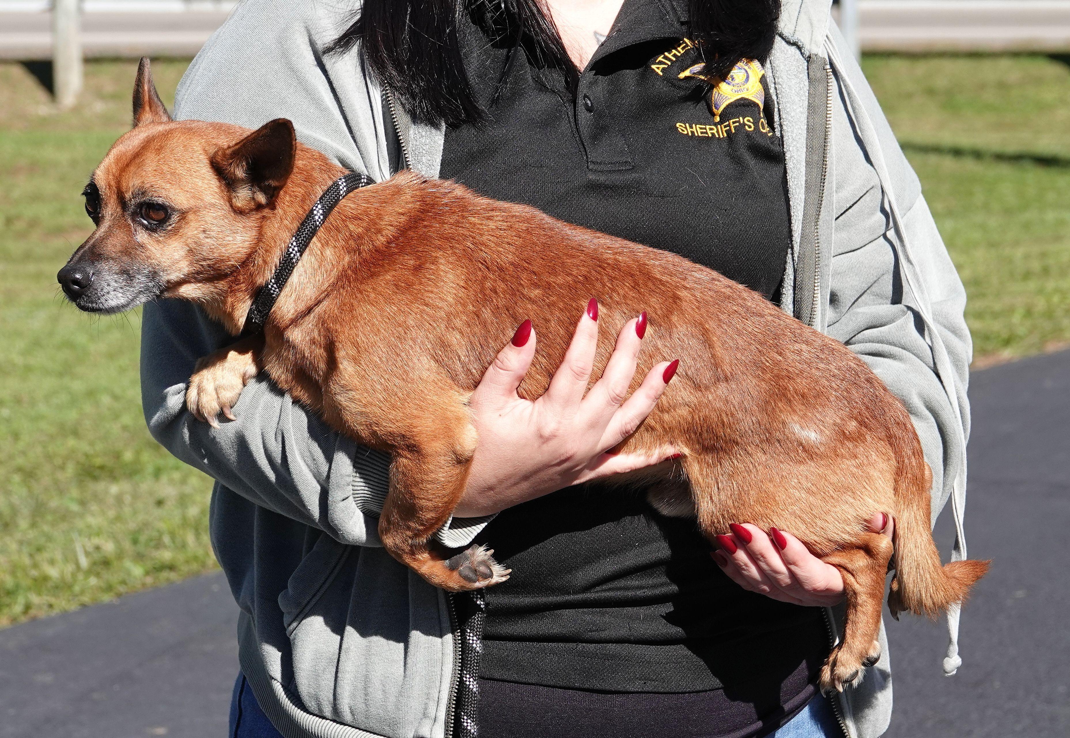 Enlarge Goblin, a Adoptable Chiweenie in Millfield, OH image 2/3