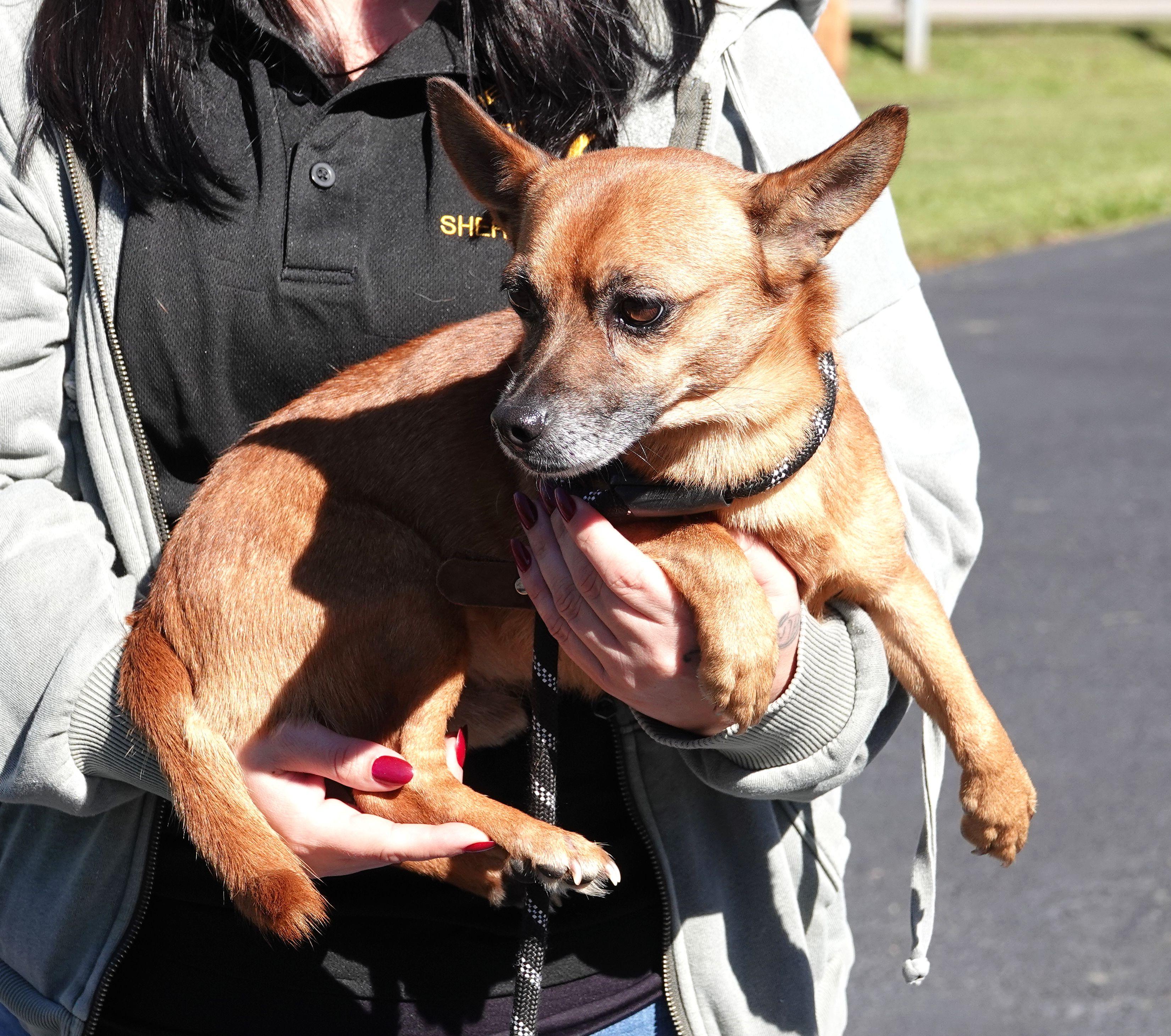 Enlarge Goblin, a Adoptable Chiweenie in Millfield, OH image 3/3