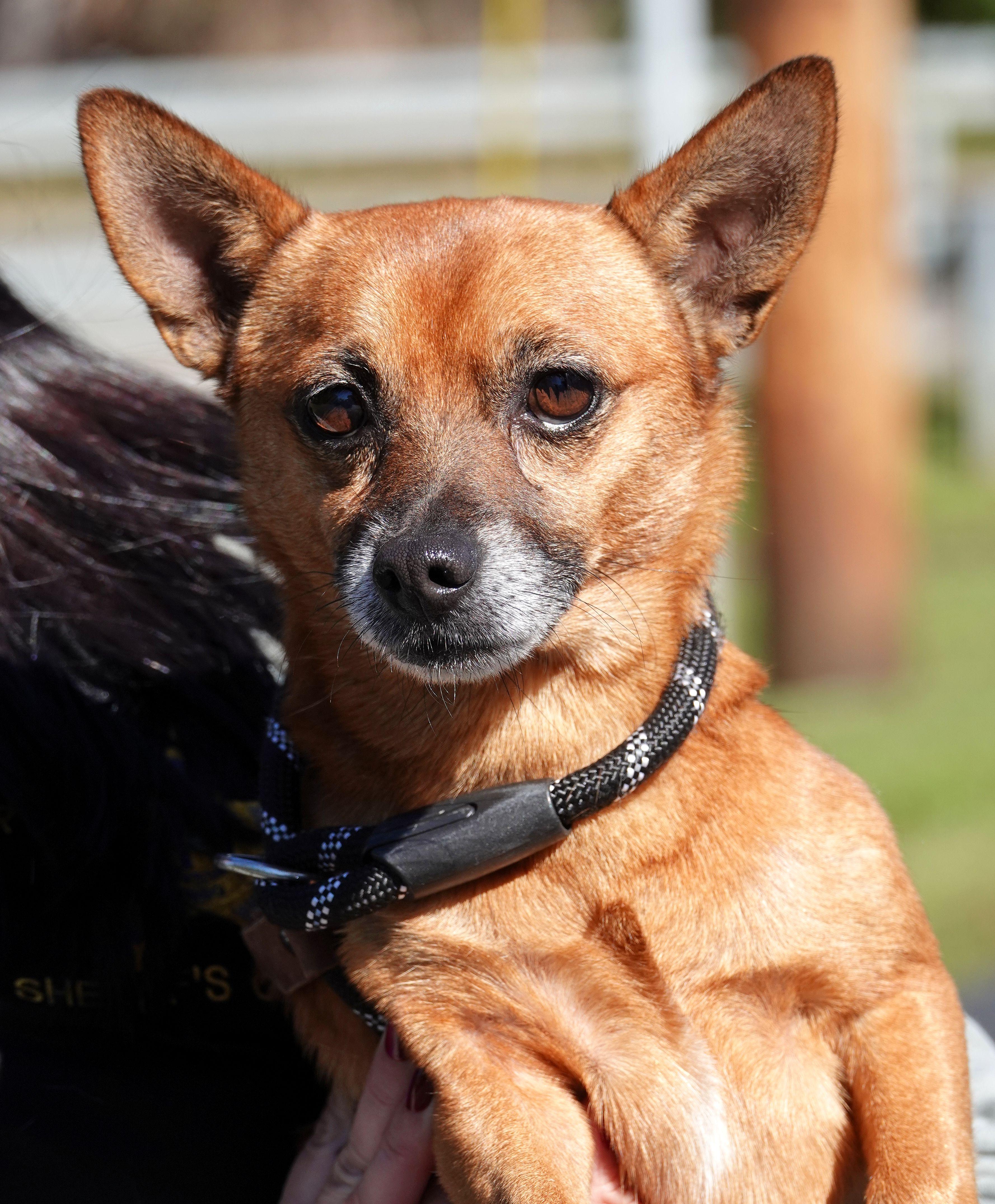 Goblin, Adoptable, Adult Male Chiweenie.