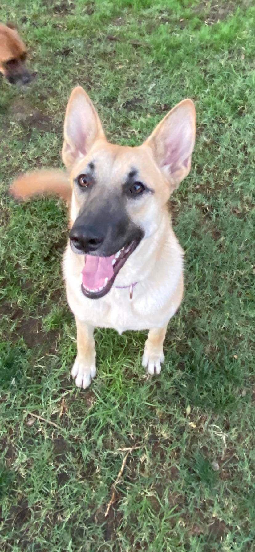 Enlarge Leia, a Adoptable German Shepherd Dog in San Bernardino, CA image 1/3