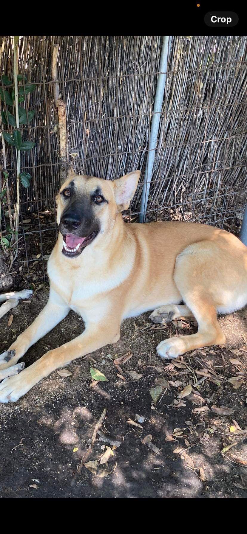 Enlarge Leia, a Adoptable German Shepherd Dog in San Bernardino, CA image 2/3