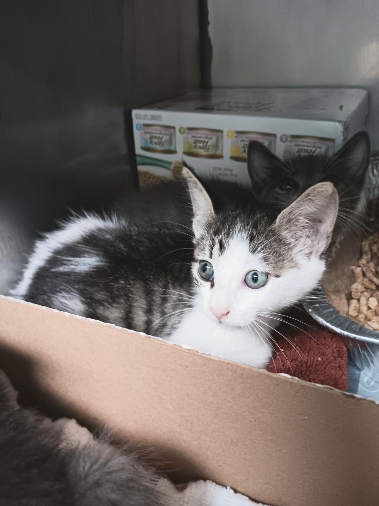 Enlarge Humpty Dumpty, a Adoptable mixed breed in New Braunfels, TX image 1/1