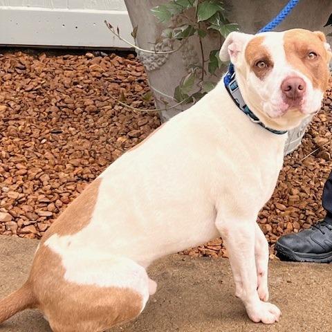 Enlarge STREAK-30751, a Adoptable Pit Bull Terrier in Bartlett, TN image 1/1