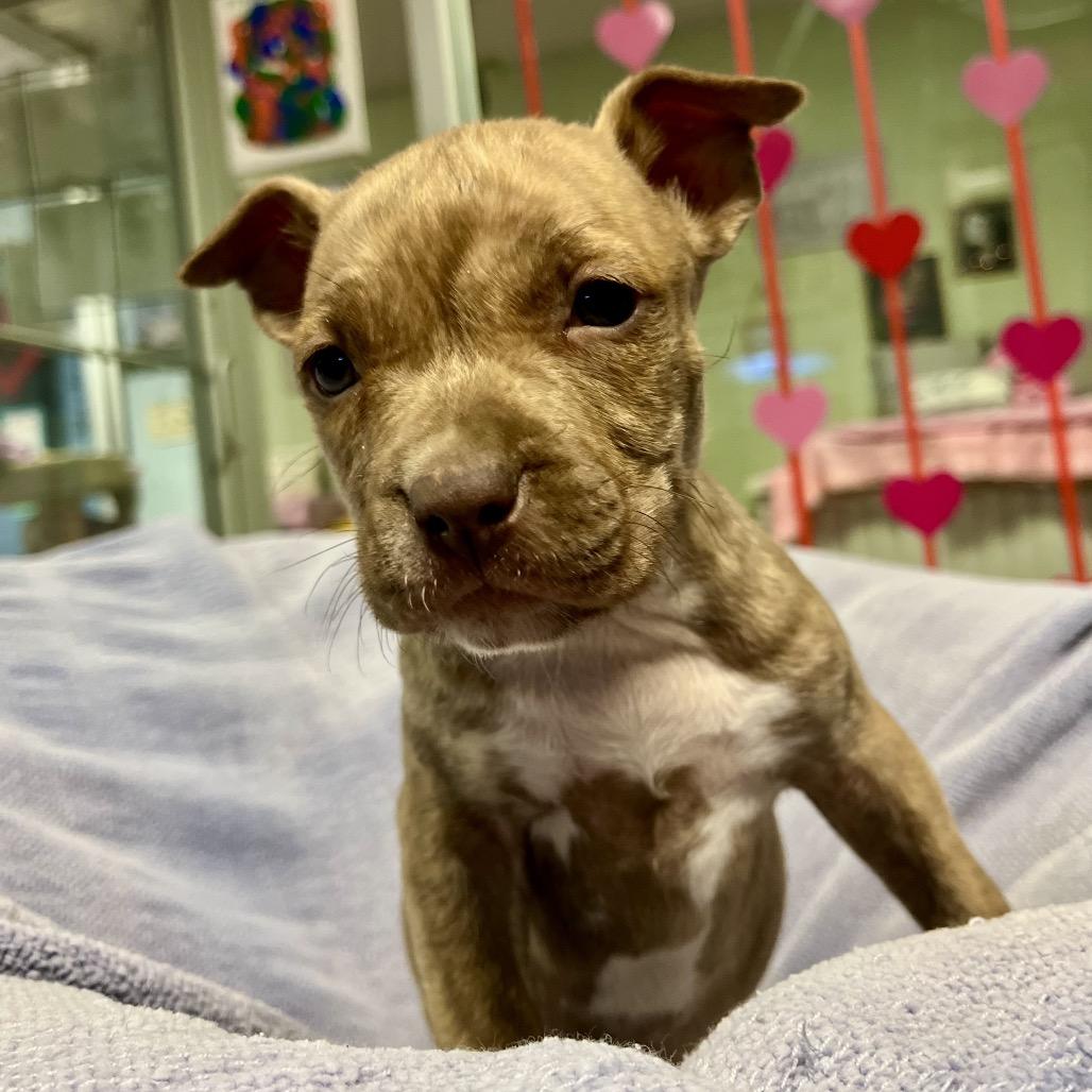 Dane, Adoptable, Puppy Male Pit Bull Terrier.