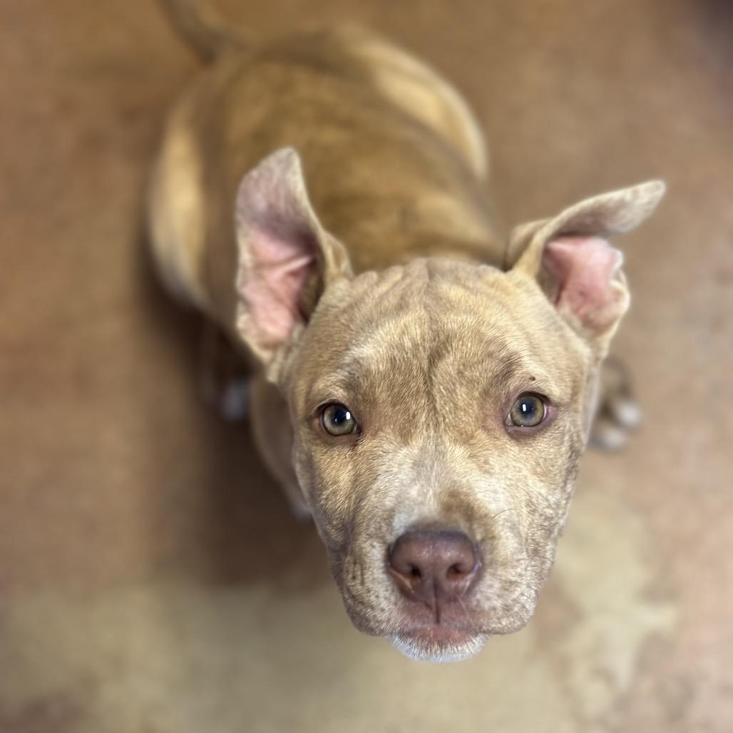 Enlarge Dane, a Adoptable Pit Bull Terrier in Clarksville, AR image 2/6