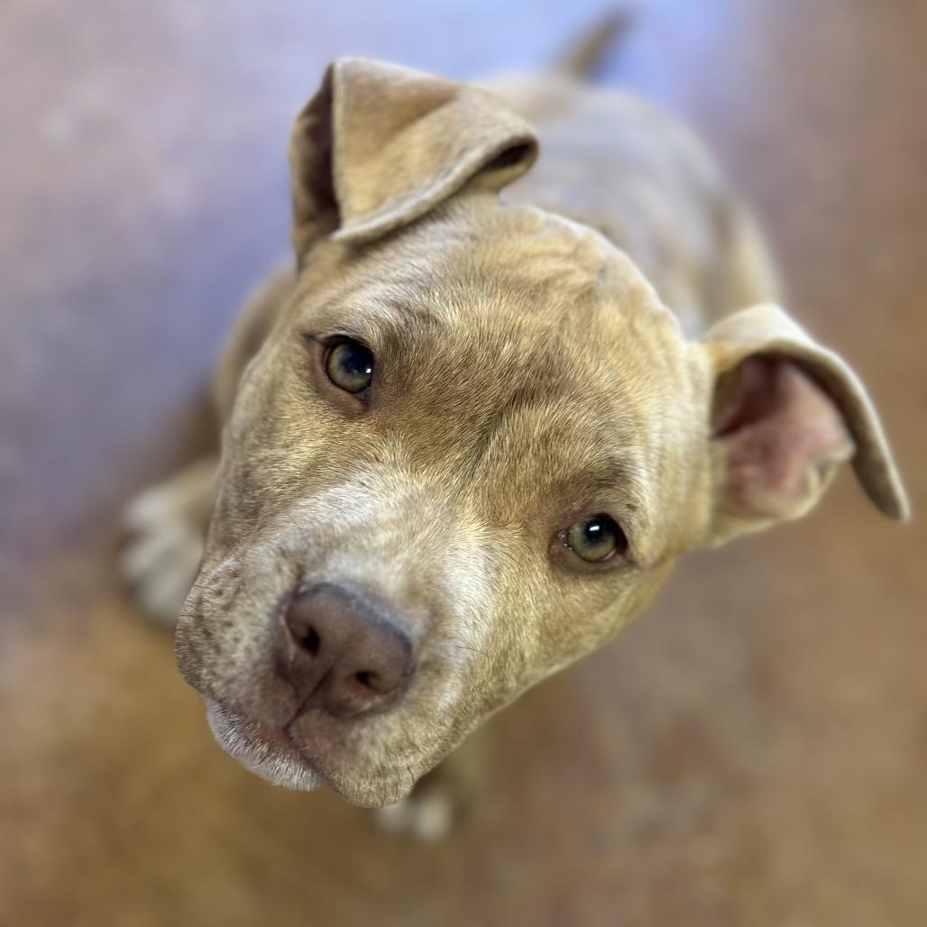 Enlarge Dane, a Adoptable Pit Bull Terrier in Clarksville, AR image 3/6