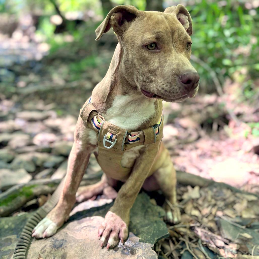 Enlarge Dane, a Adoptable Pit Bull Terrier in Clarksville, AR image 4/6
