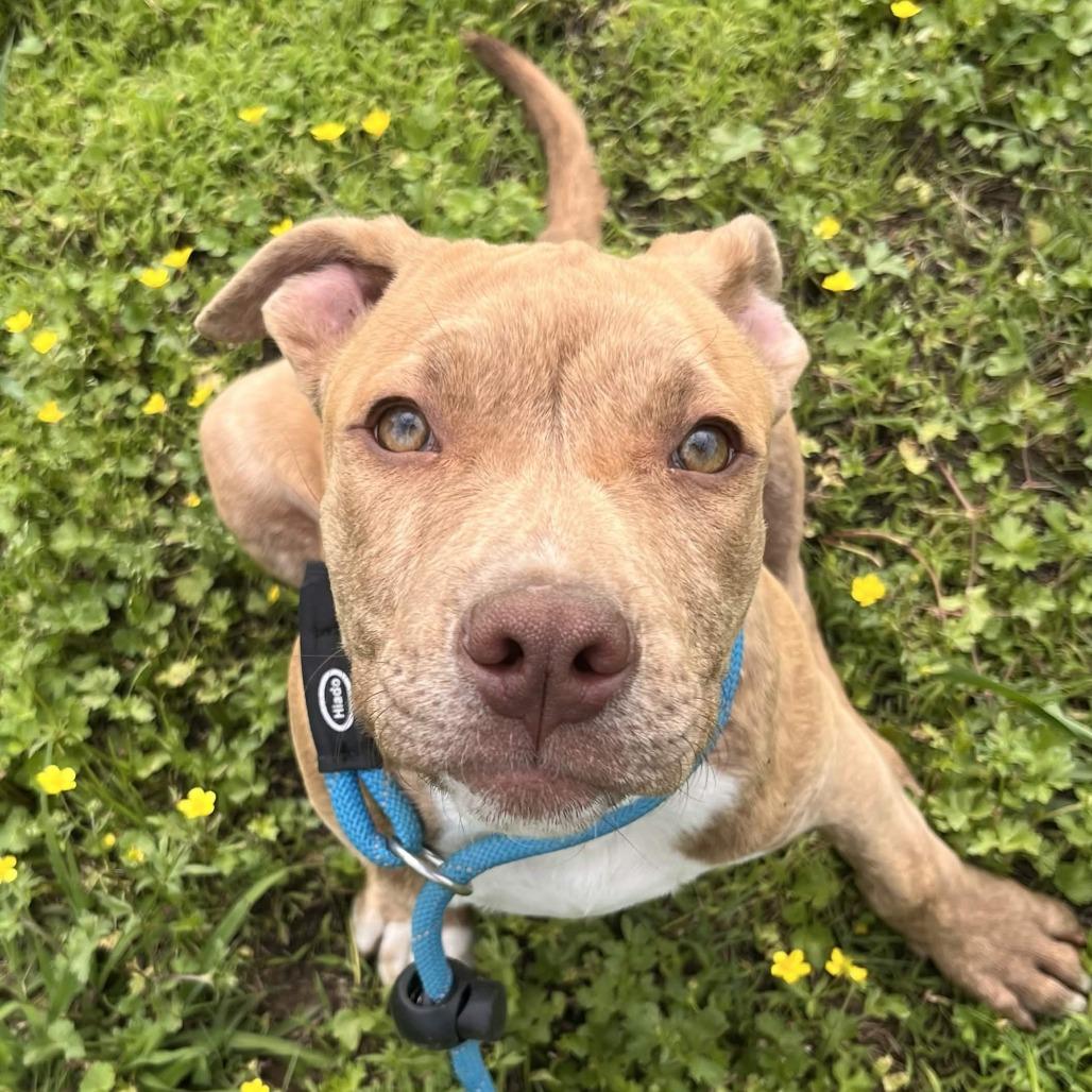 Enlarge Dane, a Adoptable Pit Bull Terrier in Clarksville, AR image 5/6