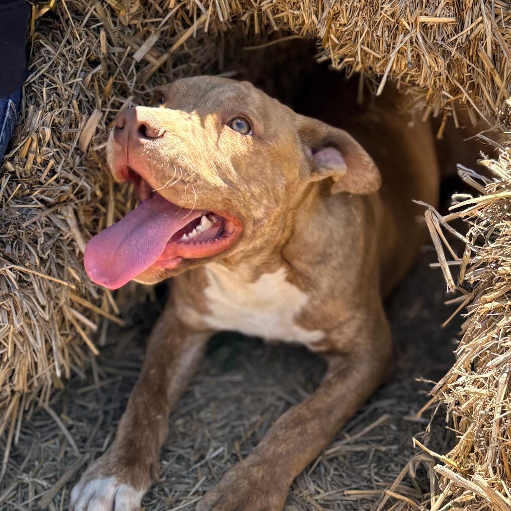 Enlarge Dane, a Adoptable Pit Bull Terrier in Clarksville, AR image 6/6