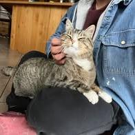 Enlarge Mr Kitty, a Adoptable Domestic Short Hair in Idaho Falls, ID image 1/2