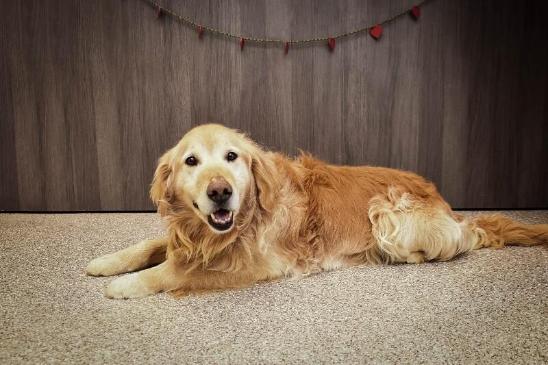 Bear, Adoptable, Adult Male Golden Retriever.