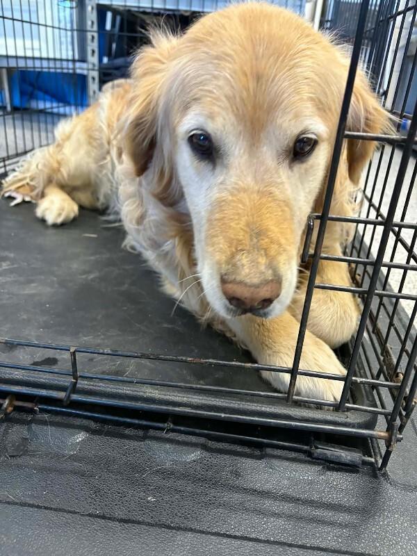 Bear, Adoptable, Adult Male Golden Retriever.