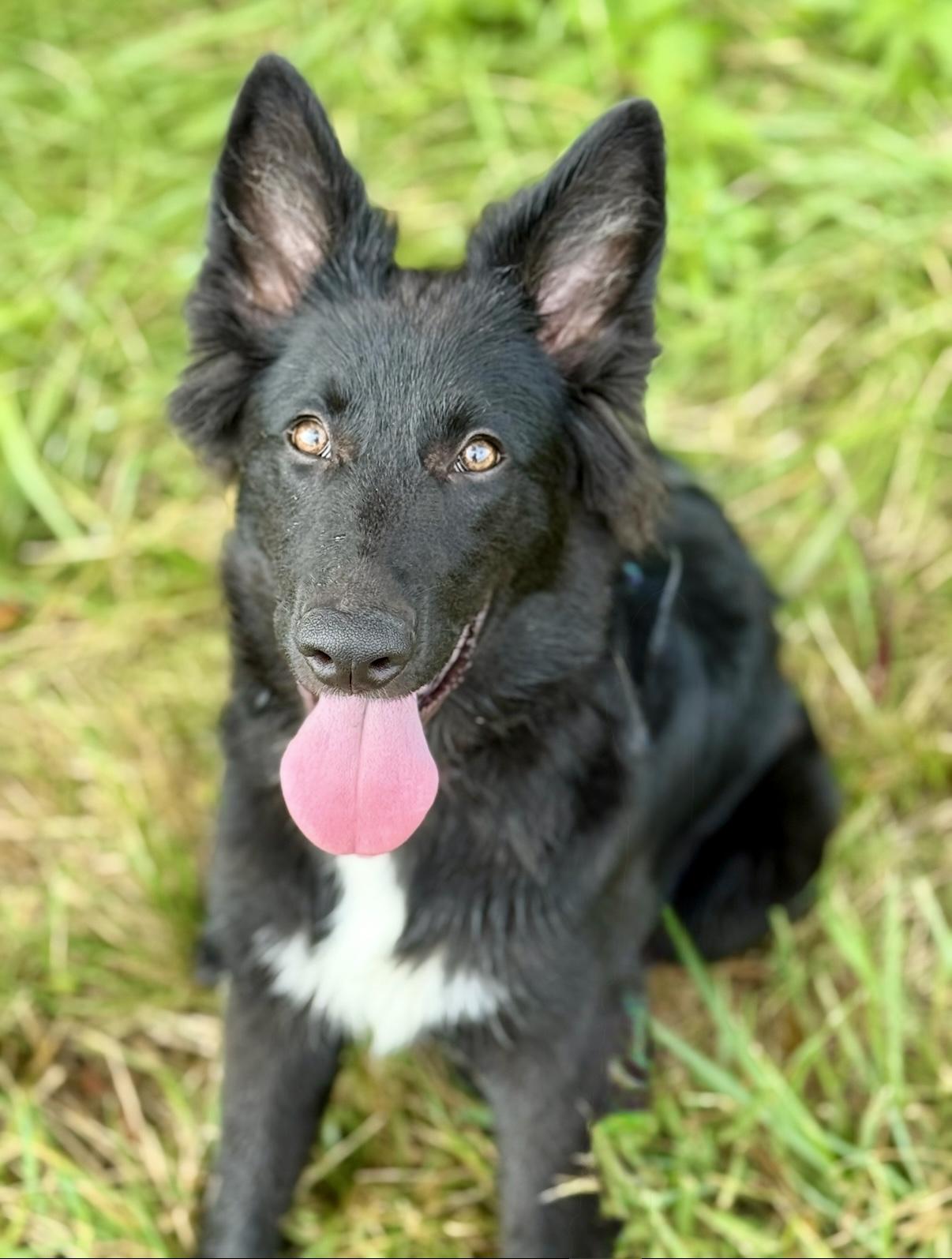 Susie Q, Adopted, Young Female Shepherd.
