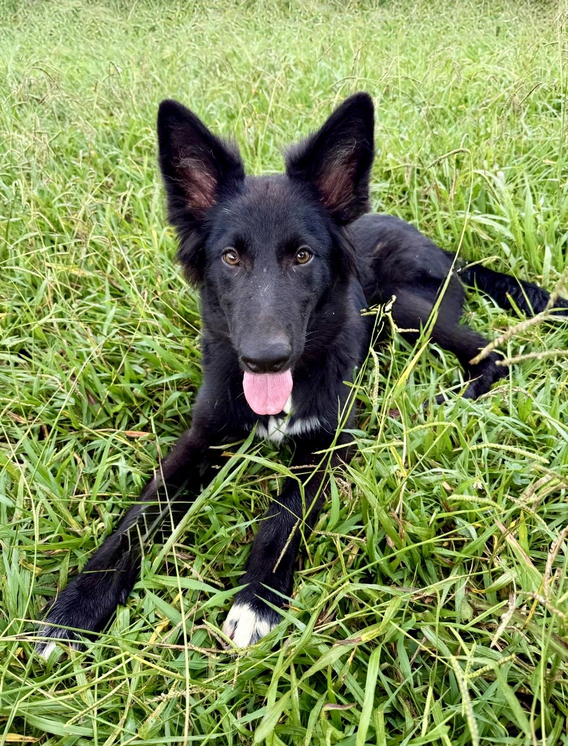 Susie Q, a Adopted Shepherd in Nashville, TN image 2/4