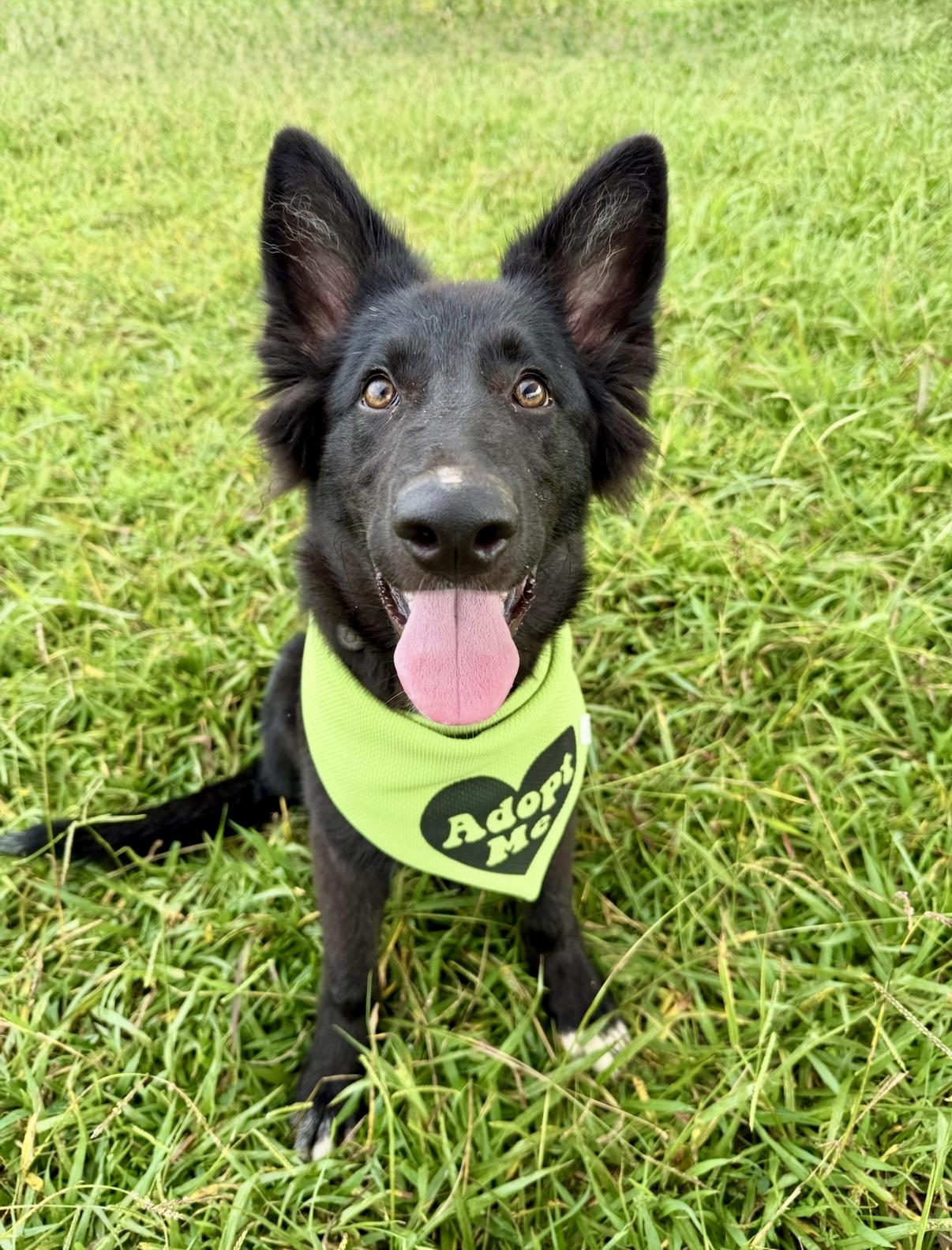Susie Q, a Adopted Shepherd in Nashville, TN image 3/4