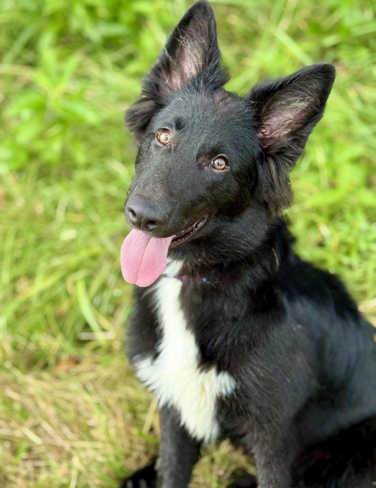 Susie Q, a Adopted Shepherd in Nashville, TN image 4/4