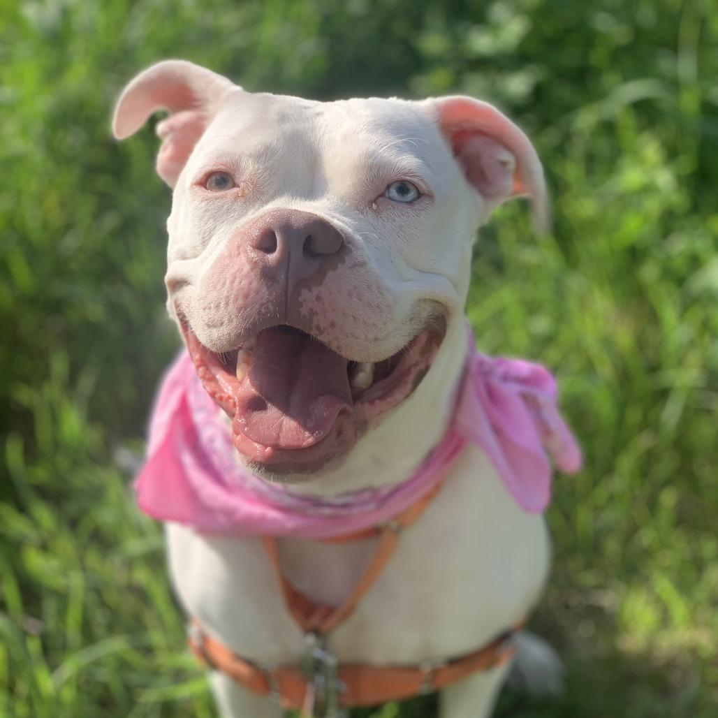 Enlarge Philly, a Adoptable mixed breed in Chicago, IL image 1/6