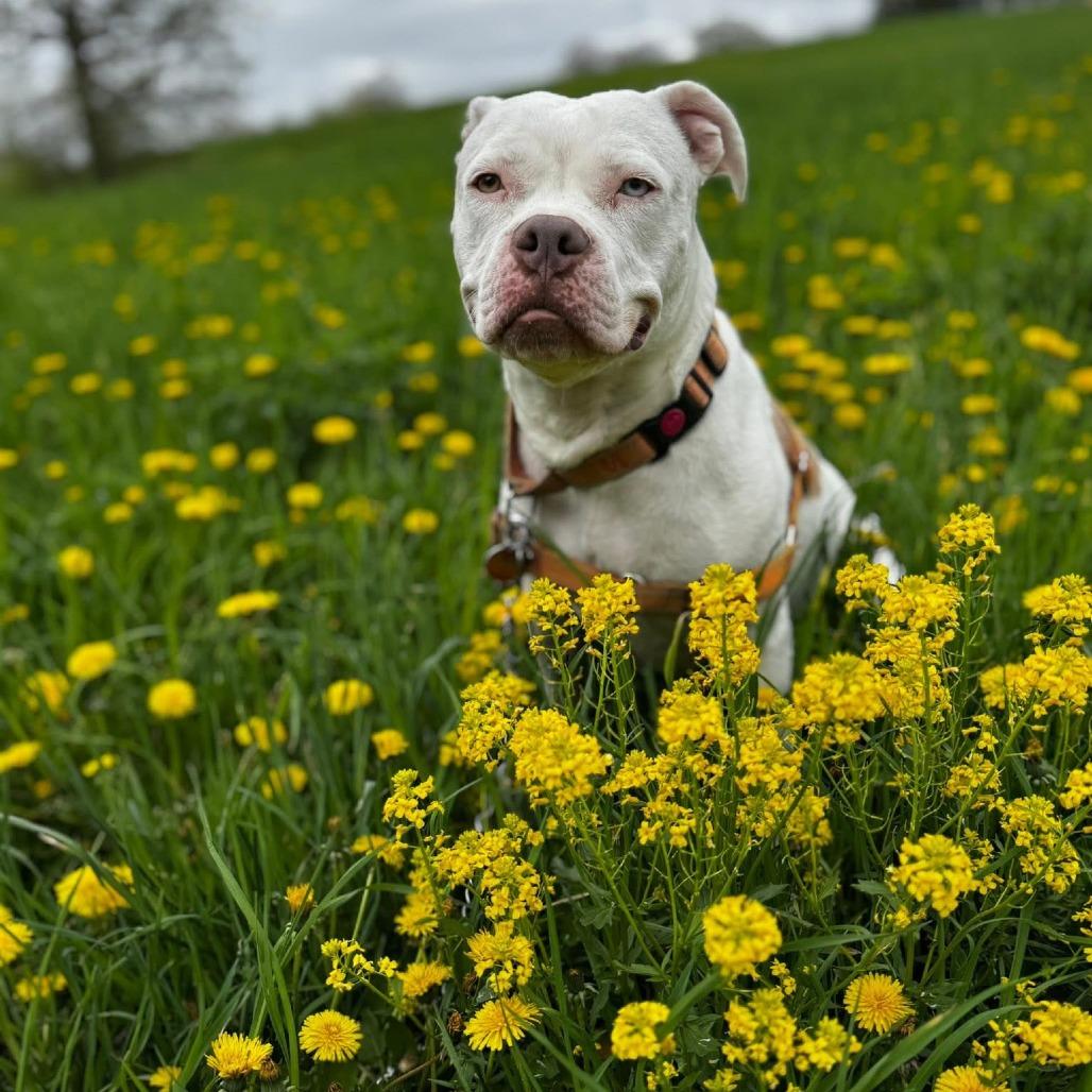 Philly, Adoptable, Adult Female Pit Bull Terrier.