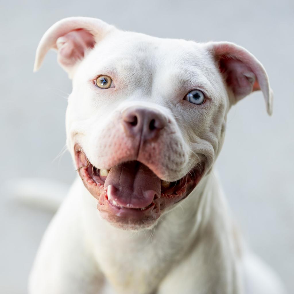 Enlarge Philly, a Adoptable mixed breed in Chicago, IL image 2/6